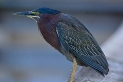 Green Heron