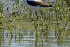 American Avocet