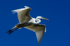 Great Egret