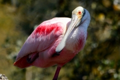 Roseate Spoonbill