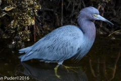 Little Blue Heron