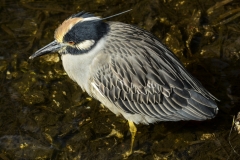 Yellow-crowned Night Heron