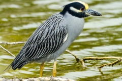 Yellow-crowned Night Heron