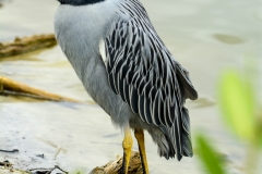 Yellow-crowned Night Heron