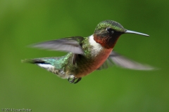 Ruby-throated Hummingbird