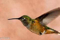 Broad-tailed Hummingbird