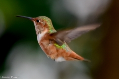 Allen's Hummingbird