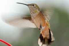 Broad-tailed Hummingbird