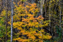 Smokies in Fall