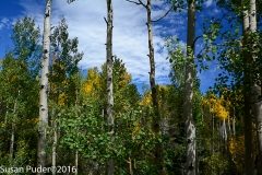 Along Pike's Peak