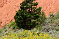 Garden of the Gods