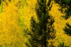 Aspen in fall