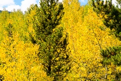 Aspen