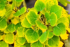 Aspen leaves