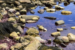 Tidal Pond, Rachel Carson Preserve