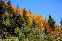 Aspens