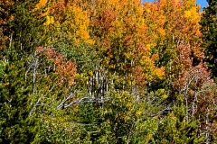 Aspens