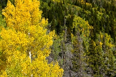 Colorado Colors