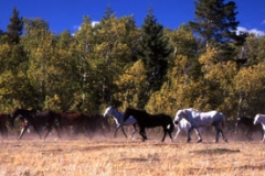 Roundup, Canada