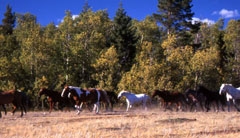 Roundup in Canada