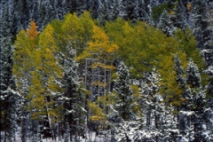 Aspens in Snow