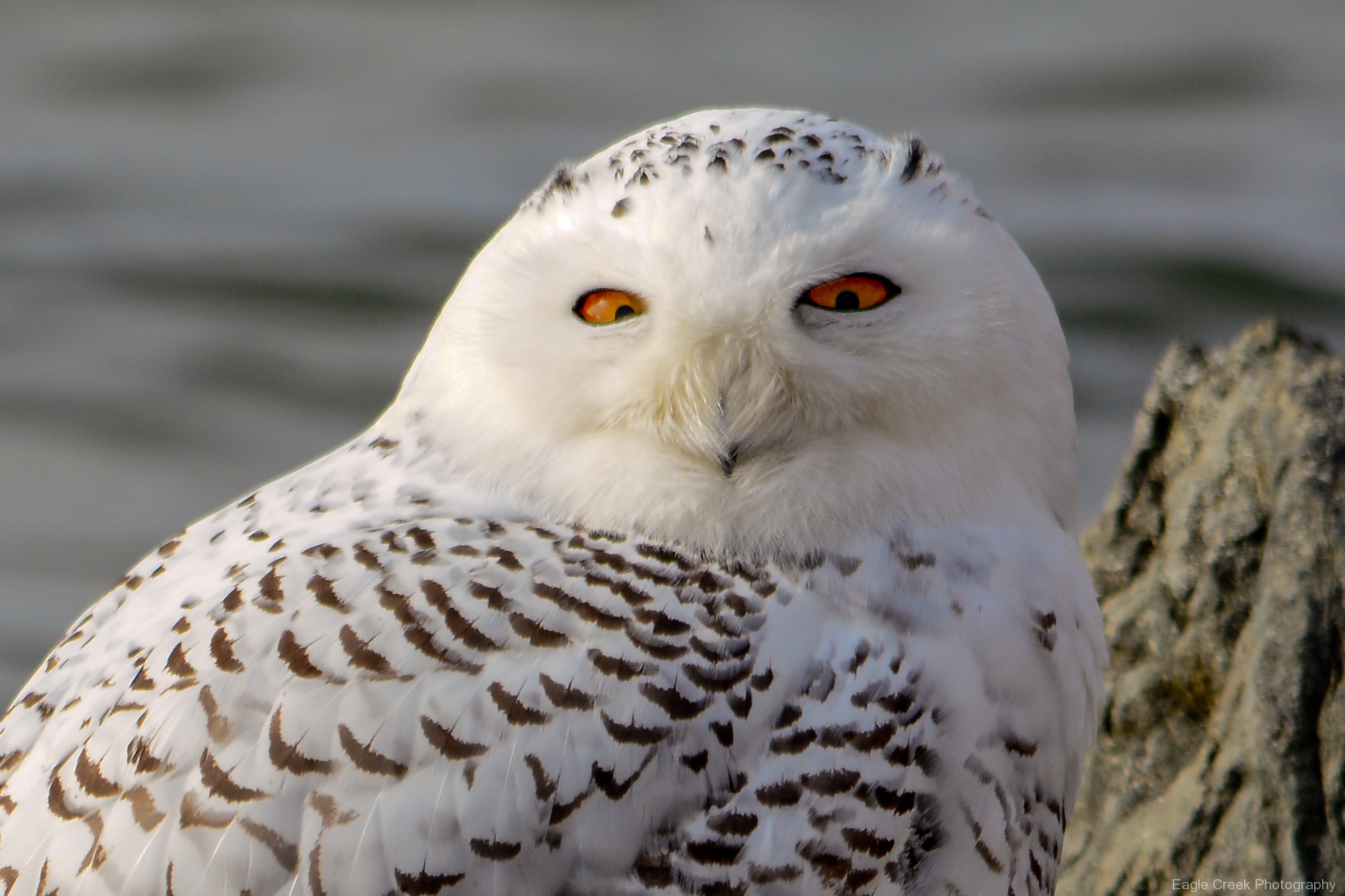 Owls – Eagle Creek Photography