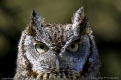 Owls