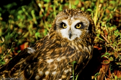 Short-eared Owl