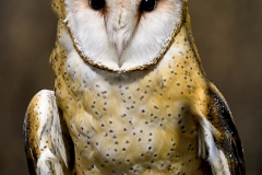 Barn Owl