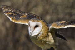 Barn Owl