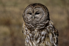 Barred Owl