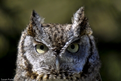 Eastern Screech Owl