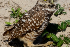Burrowing Owl
