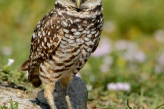 Burrowing Owl