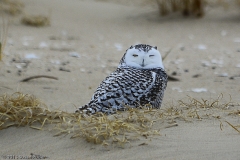 Snowy Owl
