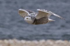 Snowy Owl in flight