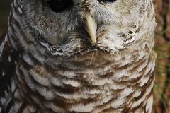 Barred Owl