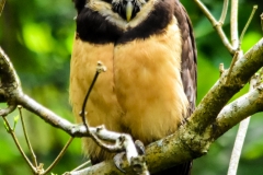 Spectacled Owl