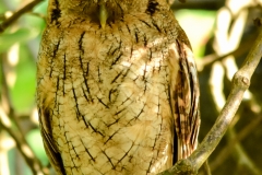 Tropical Screech Owl