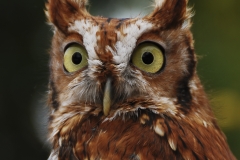 Eastern Screech Owl
