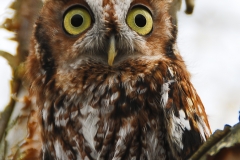 Eastern Screech Owl