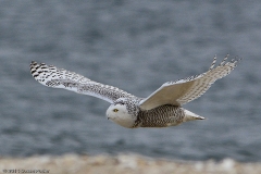 Snowy Owl