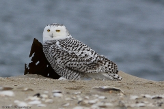 Snowy Owl