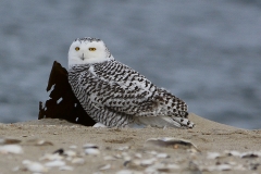 Snowy-Owl-2