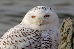 Snowy Owl