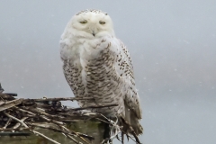 Snowy Owl