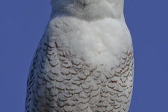 Snowy Owl