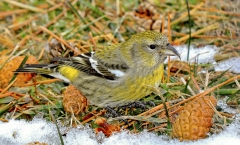 Passerines