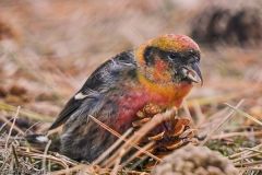 White-winged Crossbill-M