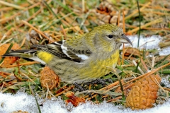 White-winged Crossbill-F